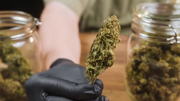Рука в перчатках держит сухой бутон марихуаны — стоковое фото