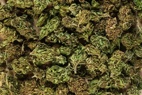 Dry trimmed cannabis flower buds — Stockfoto