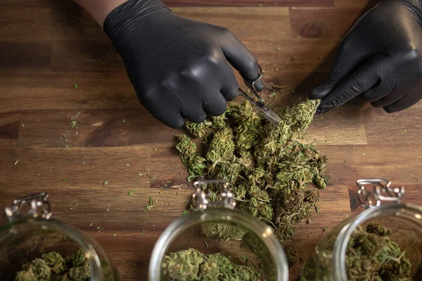 Gloved hands trimming a CBD bud — Fotografia de Stock