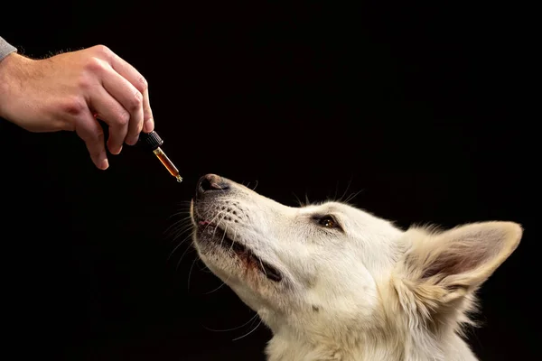 Köpek bir CBD yağ damlatıcısını yalıyor.