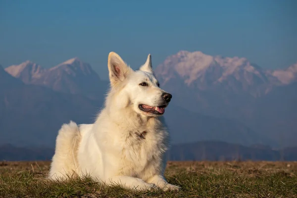 Witte Zwitserse herdershond buiten — Stockfoto