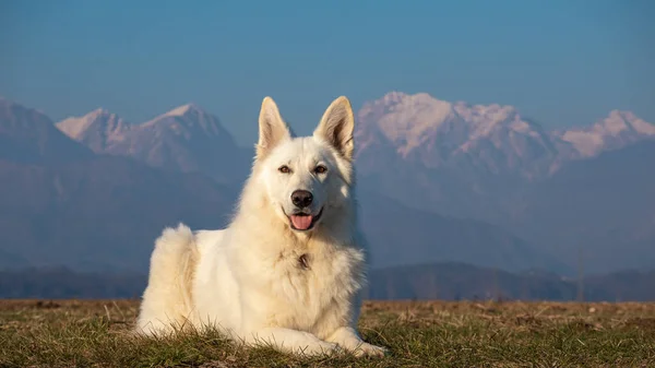 Vit schweiziska Shepherd Dog utanför — Stockfoto