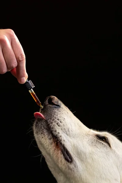 Dog licking a dropper filled with CBD oil — Stockfoto