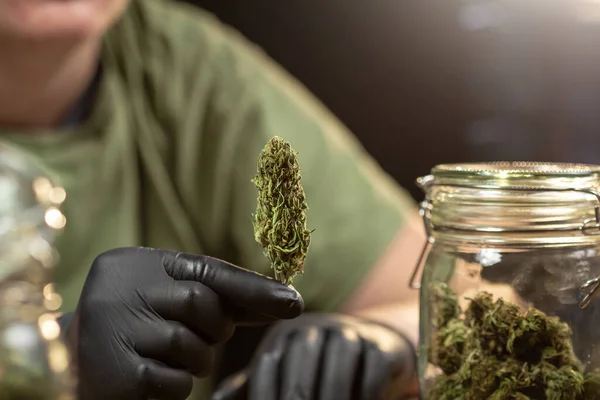 Kesztyű kéz kezében egy száraz marihuána bimbó — Stock Fotó