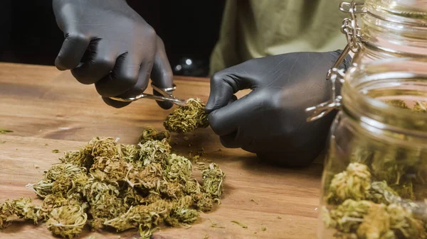 Gloved hands trimming a CBD bud — Fotografia de Stock