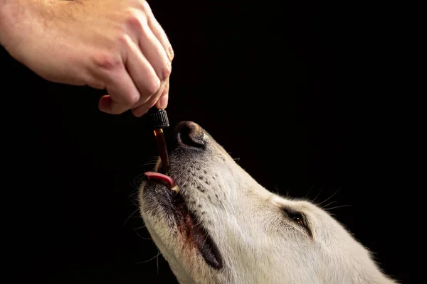 Dog licking a CBD oil dropper — Stockfoto