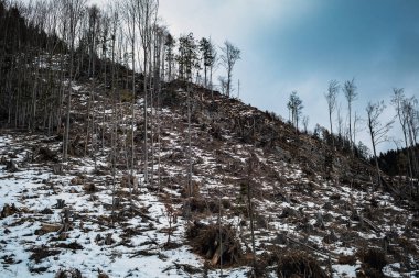 Ormanların yok edilmesi. Malezya yağmur ormanlarındaki keresteciliğin hava fotoğrafı