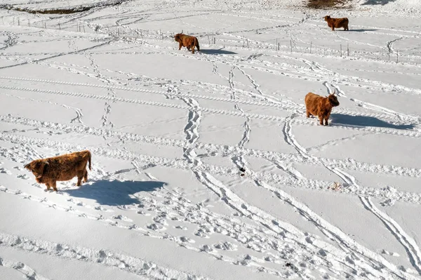 Śnieżne łąki i byk góralski Aberdeen Angus obserwują stado — Zdjęcie stockowe
