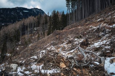 Dağ ormanları odunculuk ve havadan çekimle harap oldu.
