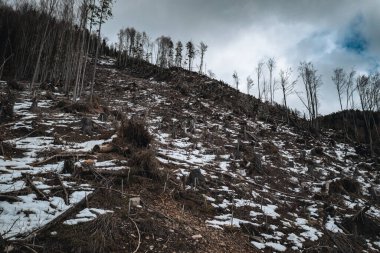 Ormanların yok olması, ağaç kesilmesi, havadan çekim.
