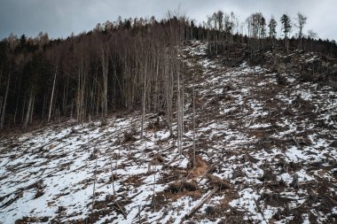 Dağ ormanları odunculuk ve havadan çekimle harap oldu.