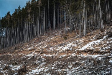 Dağ ormanları odunculuk ve havadan çekimle harap oldu.