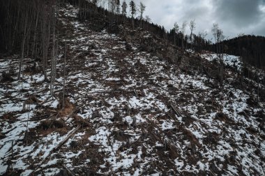 Dağ ormanları odunculuk ve havadan çekimle harap oldu.