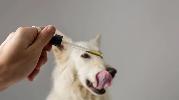 Dog licking a CBD oil dropper — Stockfoto