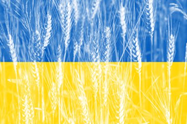 Ukrayna 'da buğday fiyatları arttı