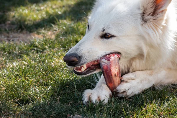 Anjing mengunyah daging tulang — Stok Foto