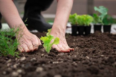 Dişi eller verimli topraklarda fideleri naklediyor, yakın çekim.