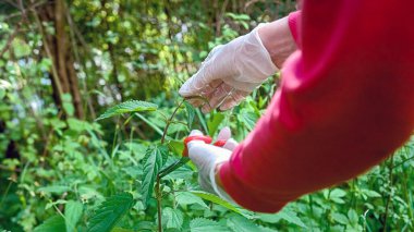 Eldiven giymiş kadın eller ısırgan otunu kesiyor, el kamerasıyla ateş ediyor.