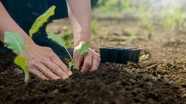 As mãos femininas que tomam a planta cultivada de sementes pequena do pote de fábrica preto, fecham — Fotografia de Stock