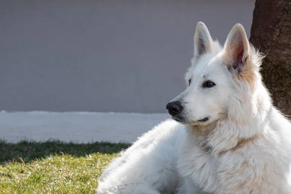 Anjing Gembala Swiss Putih — Stok Foto