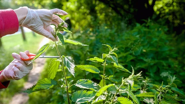 Female hands in gloves trimming stinging nettle plants, close up shot Stock Image