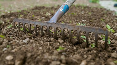 Verimli toprağı tırmıklamak ve ekime hazırlanmak.
