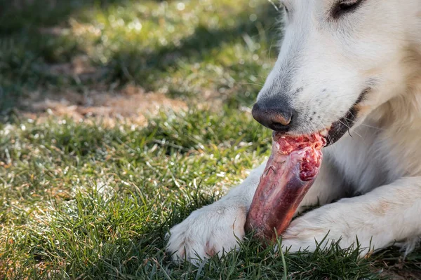 Pes žvýká kostní maso — Stock fotografie