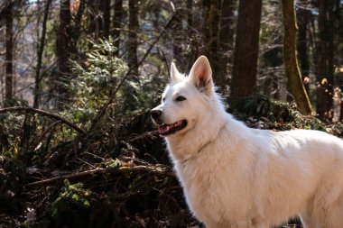 Beyaz İsviçre Çoban Köpeği