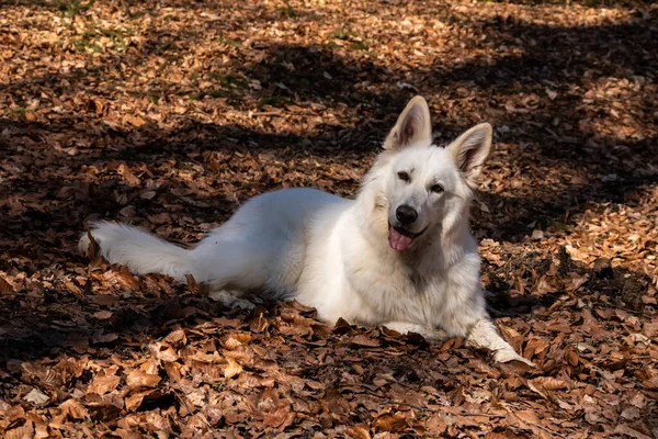 白いスイスの羊飼いの犬 — ストック写真