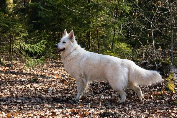 Cão pastor suíço branco — Fotografia de Stock