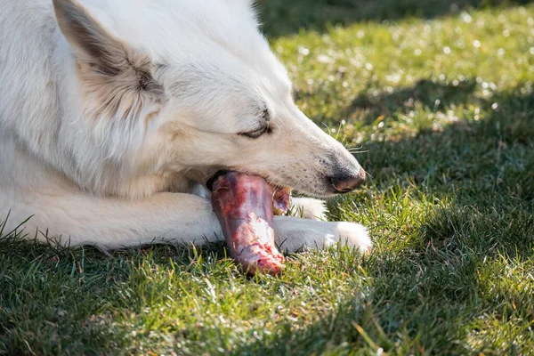 Собака жует мясо из костей — стоковое фото