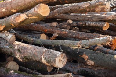 Kütük gövdesi yığını, kereste kerestesi