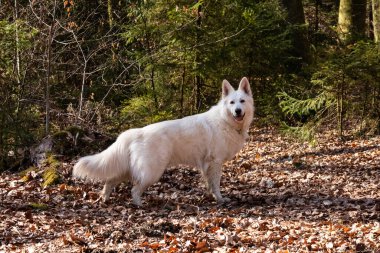 Beyaz İsviçre Çoban Köpeği