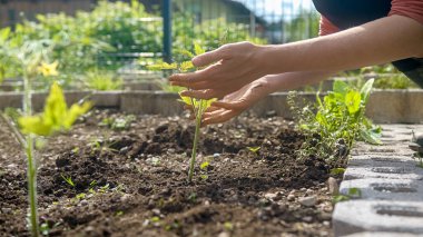 Kadın bahçıvanın elleri yapraklara dokunuyor.