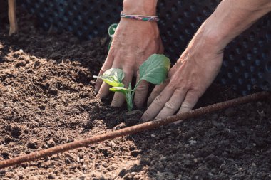Yükseltilmiş Sebze Bahçesi