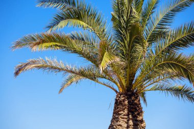 Mavi güneşli gökyüzünde palmiye ağaçları