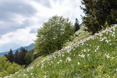 Slovenya 'nın Karavanke bölgesindeki Golica dağında beyaz nergis çiçekleri