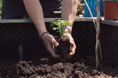 Kendi kendine yetebilmek için evdeki sebze bahçesinde bahçıvanlık..