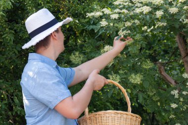 Doğada sepetle mürver toplayan bir adam..