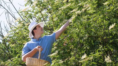 Doğada sepetle mürver toplayan bir adam..