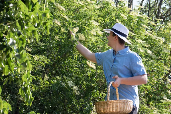 Doğada sepetle mürver toplayan bir adam..