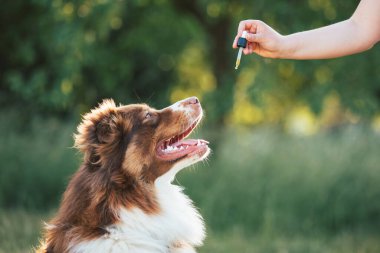 CBD kenevir yağını damlatan bir pipetle köpeğe vermek