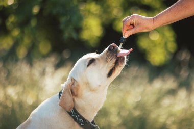 Labrador dog laying on the green grass and licking a pipette with CBD oil held by a female hand, close-up shot.