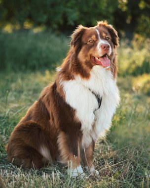 Australian Shepherd dog portrait in nature at beautiful sunset