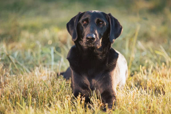 Black Mixed Breed Dog Portrait Nature Beautiful Sunset — Stok fotoğraf