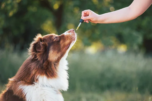 Hand Giving Dog Cbd Oil Licking Dropper Pipette Oral Administration — Stock fotografie