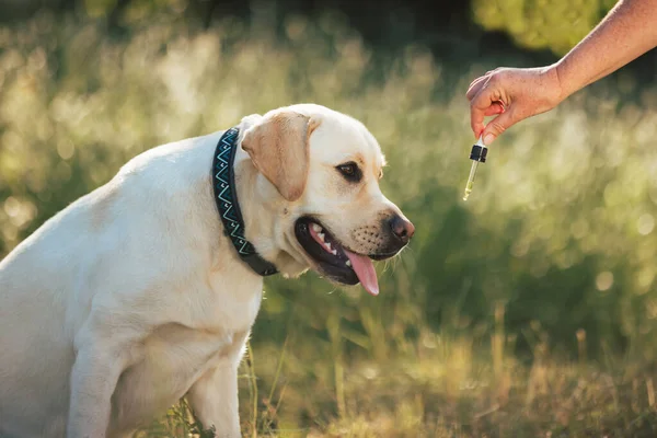 Dog licking a dropper with CBD oil while taking a walk in nature. CBD for pet health problems concept.