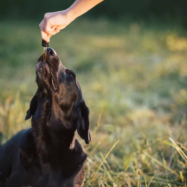 Dog Licking Dropper Filled Cbd Oil Female Hand Handheld Shot — Stock fotografie