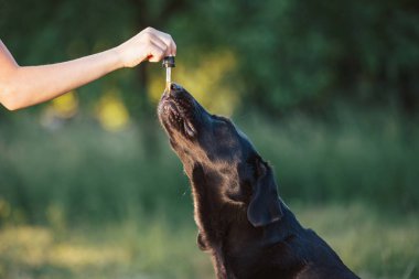 Dog licking a dropper filled with CBD oil from a female hand, handheld shot.
