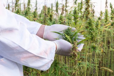 Beyaz önlüklü, beyaz eldivenli, tarlada CBD kenevir çiçeği tutan tarımcı, kapat.